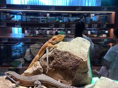 -帕帕拉兹宠物(亚洲旗舰店)