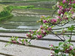 -紫鹊界梯田景区