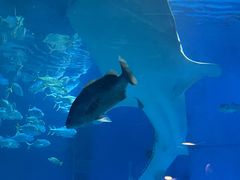 -烟台海昌鲸鲨海洋公园