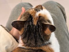 -平行世界·猫咖(首经贸店)