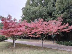 -金山公园