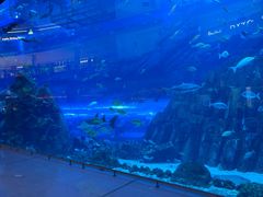 -迪拜水族馆及水下动物园