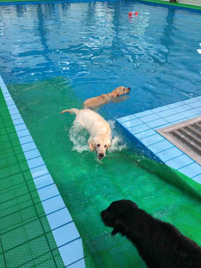 狗狗游泳馆-"服务超级好 老板人nice 还提供洗澡 ."-大众点评移动版
