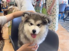 -Let's go狗咖·猫咖·奶狗·桌游(春熙路IFS店)