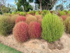 -春花秋色城市公园