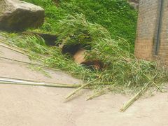 -都江堰中华大熊猫苑