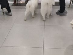 -安格丽娜·狗咖·猫咖羊驼咖(春熙路百盛商场店)