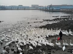 -烟墩角天鹅湖