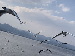 -海埂大坝