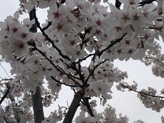 -菊园百果园