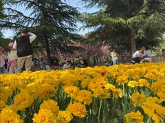 -洛阳郁金香牡丹园