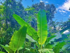 -中国科学院西双版纳热带植物园