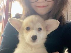 -柯斗斗主题餐厅·狗咖·围炉煮茶·茶饮(国瑞升平里店)