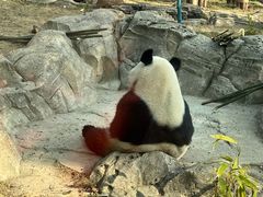 -武汉动物园
