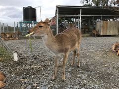 -鹿境梅花鹿生态园区