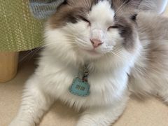 -猫在这儿猫咪咖啡馆·撸猫馆