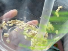 -兰州·放咔甜胚子奶茶(麦积华阳店)