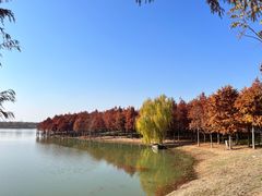 -合肥滨湖国家森林公园