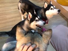 -Husky Go! 哈士奇体验馆·宠物咖啡厅狗咖