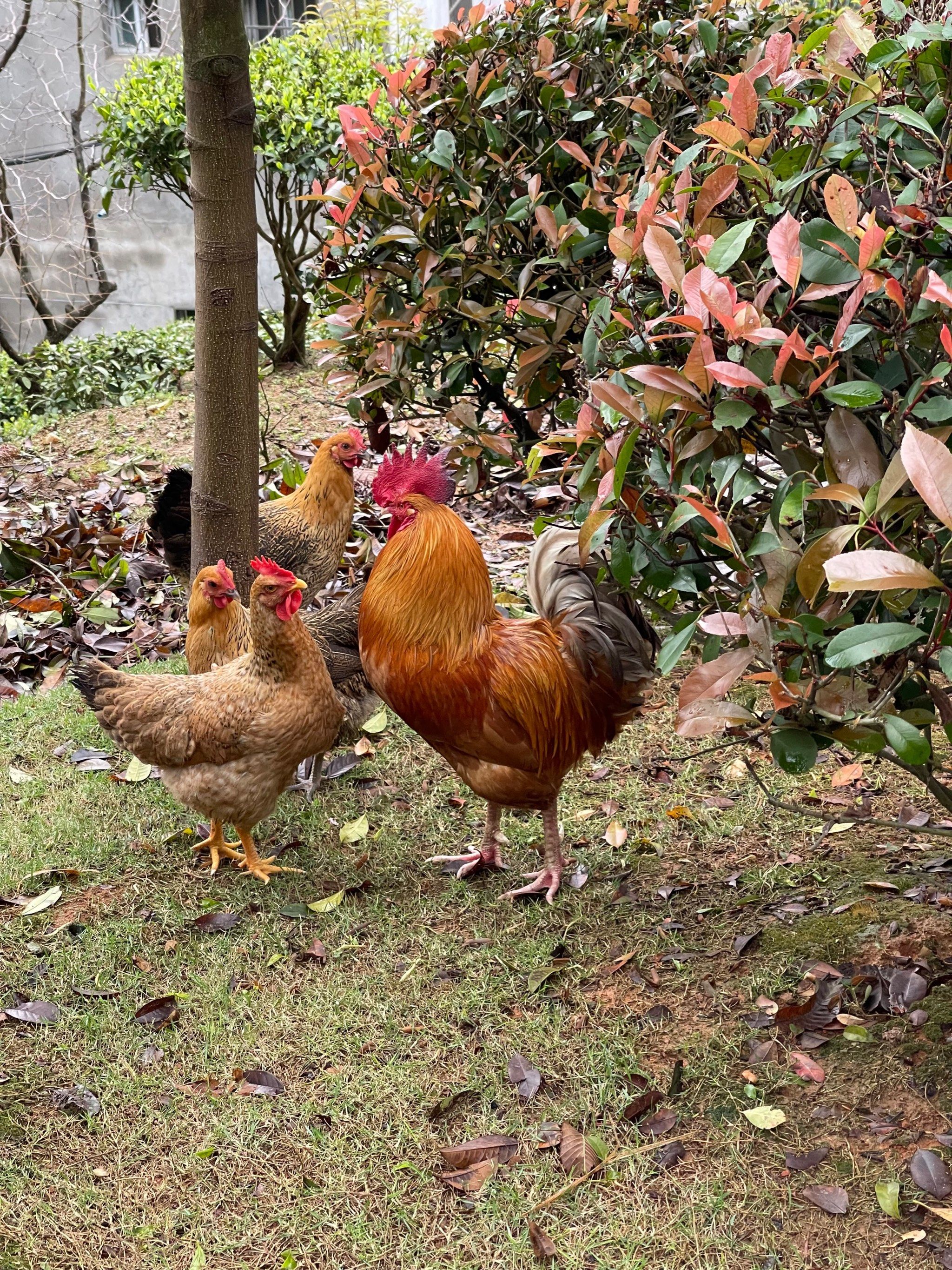 0元玩转这座城#live图里的生活瞬间哈哈哈哈,精气神十足的大公鸡,看