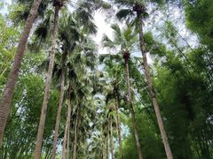 -中国科学院西双版纳热带植物园