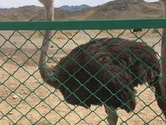 -新疆天山野生动物园