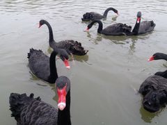 -溱湖国家湿地公园