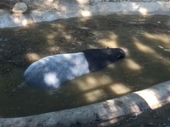 马来貘-北京动物园