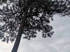 -清西陵