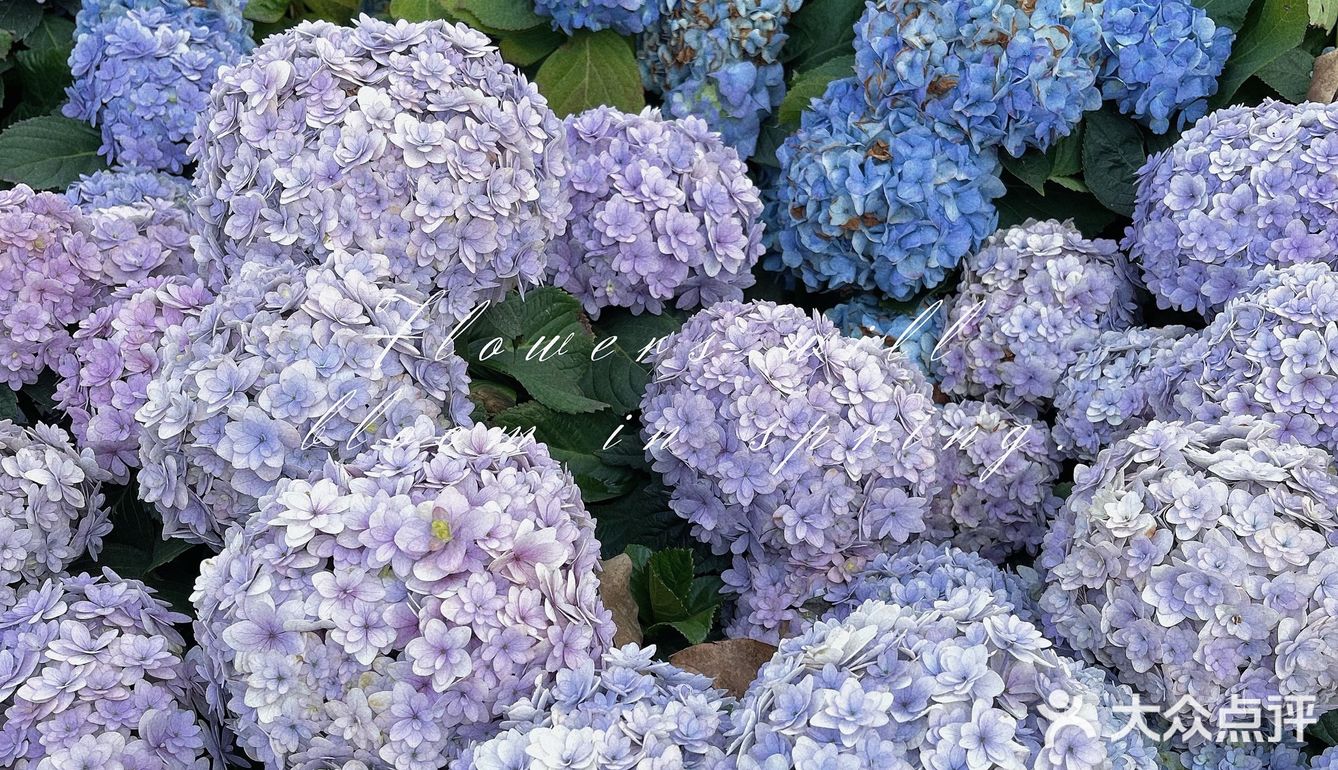 绣球花真的好温柔💐海如的花园