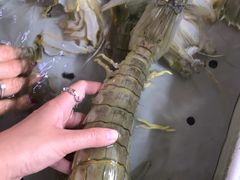 -大湾区中央湿地公园-十九涌