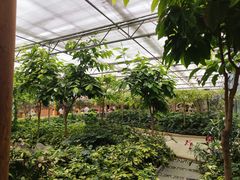 -南宫五洲植物乐园