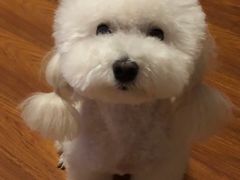 -派多格宠物·购宠(靛厂路店)