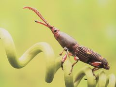 -上海昆虫博物馆