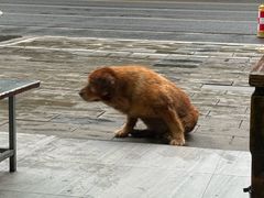 -大邑李记肥肠血旺