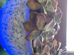 -长兴菜馆(高桥店)