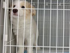-翊宠yipet猫狗购宠庄园犬舍•猫舍