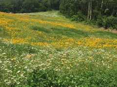 -长白山万达喜来登度假酒店