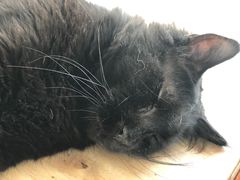 -猫小院猫主题咖啡厅(北锣店)