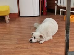 -瑞派·关忠动物医院·异宠专科·犬猫肿瘤·皮肤专科(望京店)