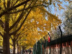 -三里屯东五街银杏大道