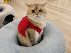 -柴迷FANS CLUB·柴犬狗咖·猫咖