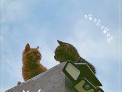 -北京观赏动物医院·24小时大型综合·猫专科·异宠专科