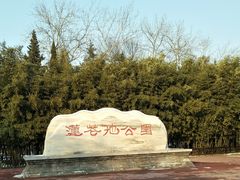 -莲花池公园