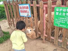 -王借岗森林公园