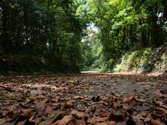 -南宁良凤江国家森林公园