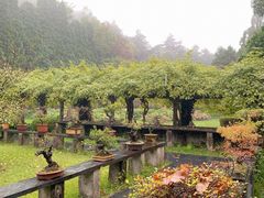 -庐山风景区花径公园