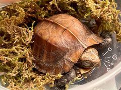 -灵龟之家百象馆(百象馆联合旗舰店)