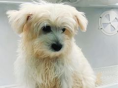 -翊宠yipet猫狗购宠庄园犬舍•猫舍