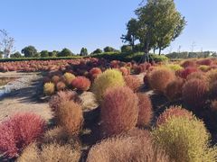 -春花秋色城市公园